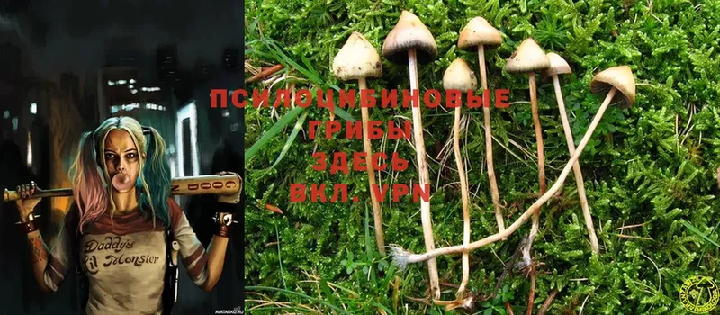 Галлюциногенные грибы Psilocybine cubensis  даркнет сайт  Саки 